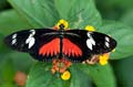 262 Doris-Falter - Heliconius doris